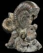 Biocoenosis & Speetoniceras Ammonite Association #38827-5